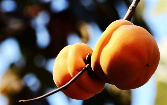 吃完柿子不能吃什么，柿子和紅薯一起吃會導致胃潰瘍