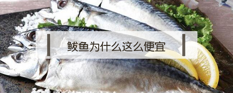 鲅魚為什么這么便宜