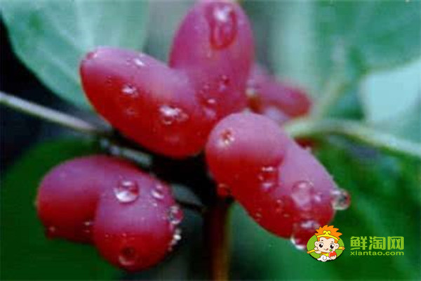 杈杷果什么時(shí)候成熟,杈把果的功效與作用