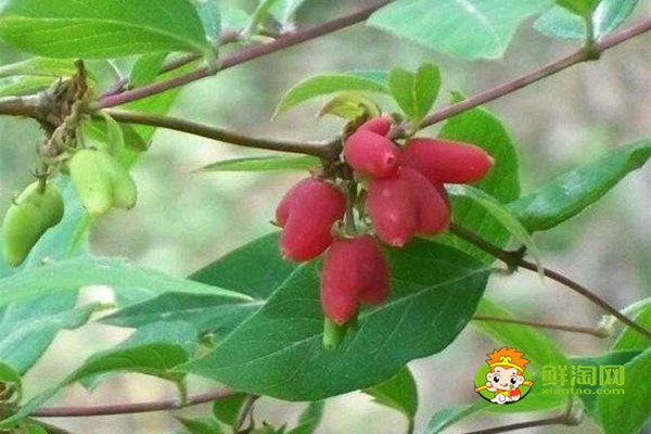 杈杷果什么時(shí)候成熟，杈把果的功效與作用