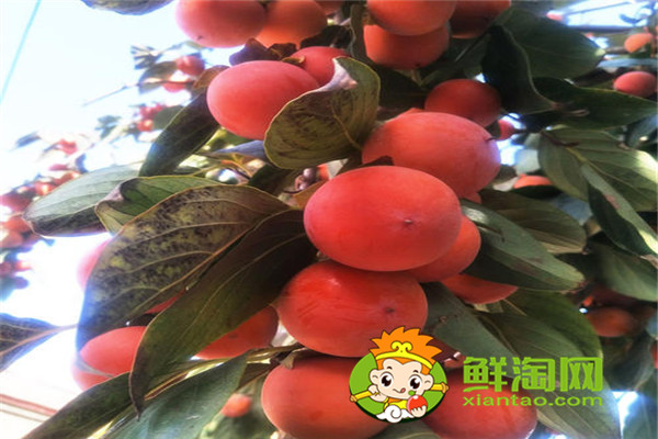 陜西柿子哪里比較有名，什么品種的脆柿子好吃