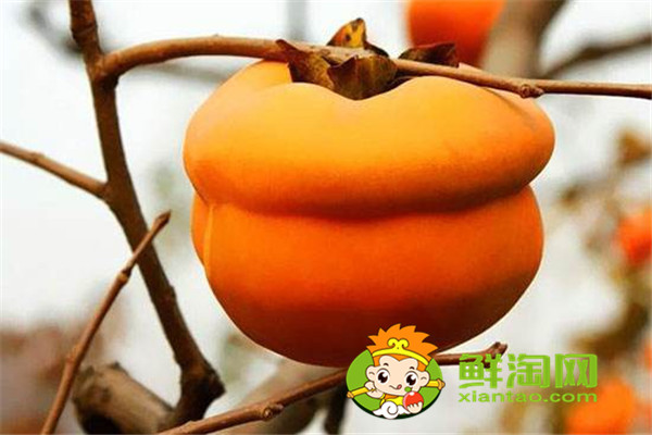 陜西柿子哪里比較有名，什么品種的脆柿子好吃