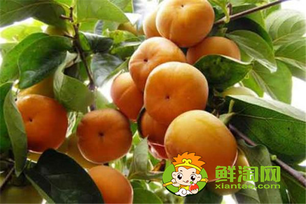 陜西柿子哪里比較有名，什么品種的脆柿子好吃