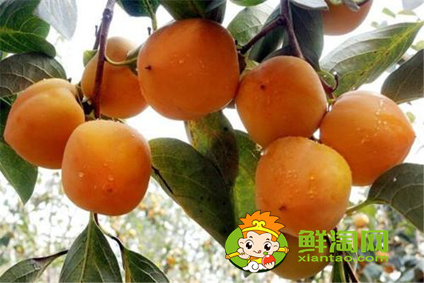 陜西柿子哪里比較有名，什么品種的脆柿子好吃