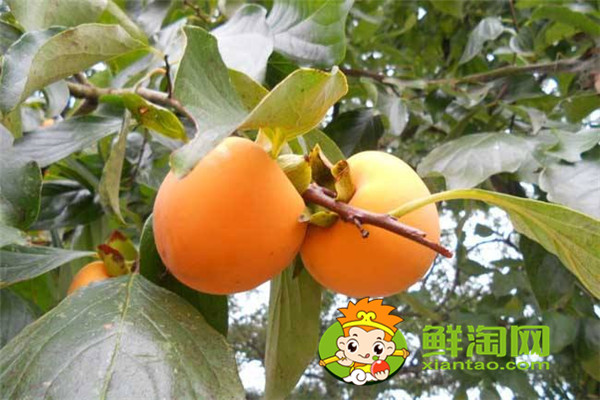陜西柿子哪里比較有名，什么品種的脆柿子好吃