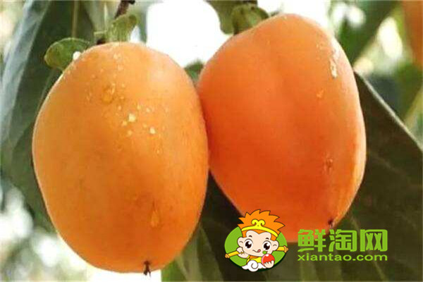 陜西柿子哪里比較有名，什么品種的脆柿子好吃