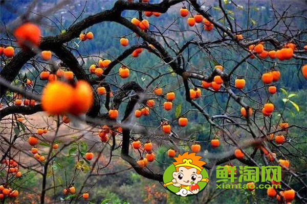 陜西柿子哪里比較有名，什么品種的脆柿子好吃