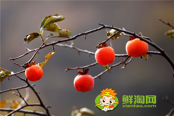 陜西柿子哪里比較有名，什么品種的脆柿子好吃