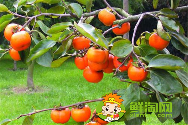 柿子餅怎么做，這樣做的柿子餅最好吃，你學會了嗎