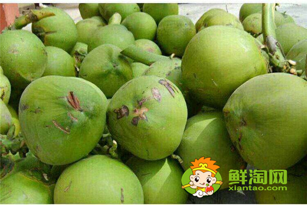 毛椰子和青椰子的區(qū)別,怎么挑選椰子