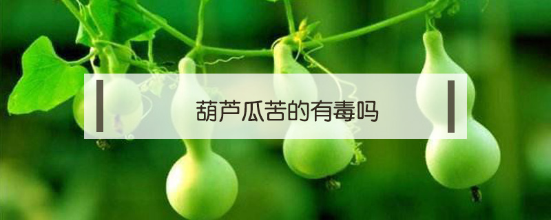 葫蘆瓜苦的有毒嗎