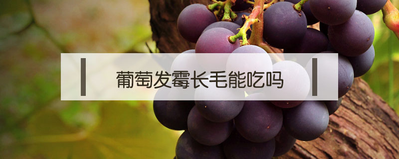 葡萄發霉長毛能吃嗎