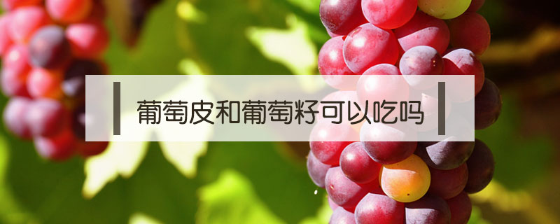 葡萄皮和葡萄籽可以吃嗎