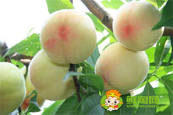 冬桃是哪里的特產，桃子應該怎么保存