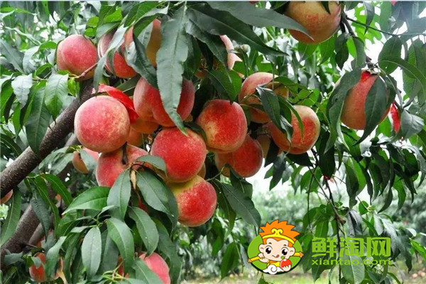 冬桃產(chǎn)地哪里的最好,冬桃和雪桃有什么區(qū)別