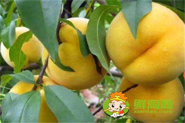 冬天有沒(méi)有桃子吃，冬桃品種哪個(gè)好