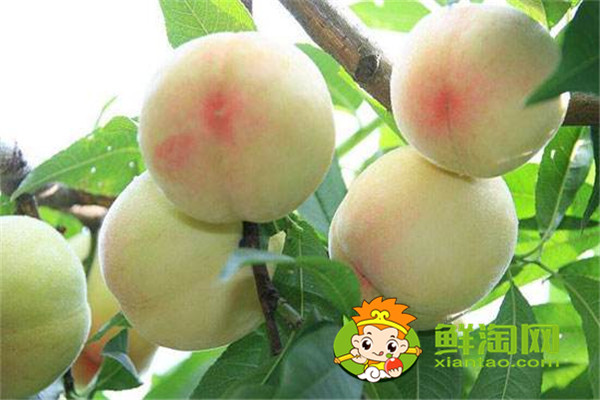 冬天有沒(méi)有桃子吃,冬桃品種哪個(gè)好
