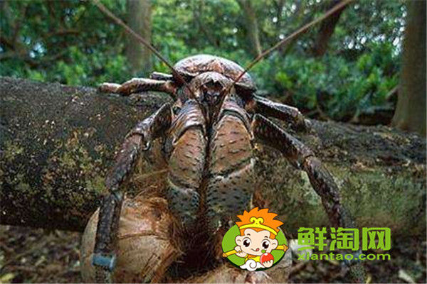 椰子蟹是保護動物嗎，椰子蟹能被水淹死是真的嗎