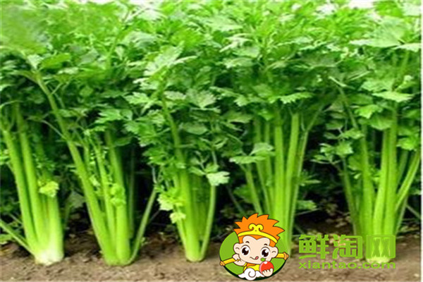 冬天種什么菜比較好，這五種蔬菜不在家中一些可惜了