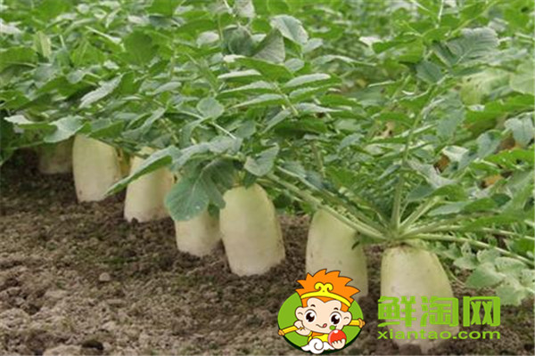 冬天種什么菜比較好，這五種蔬菜不在家中一些可惜了