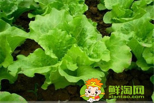 冬天種什么菜比較好，這五種蔬菜不在家中一些可惜了