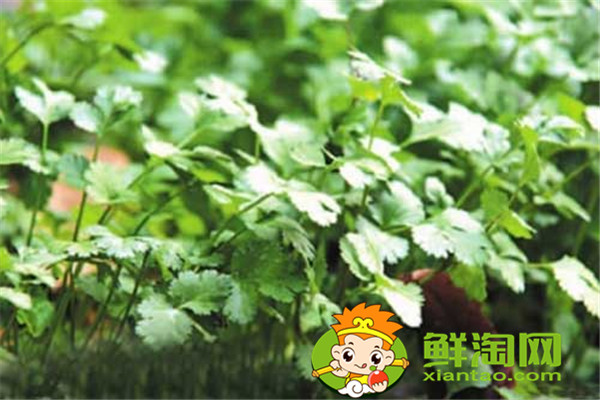 冬天種什么菜比較好，這五種蔬菜不在家中一些可惜了