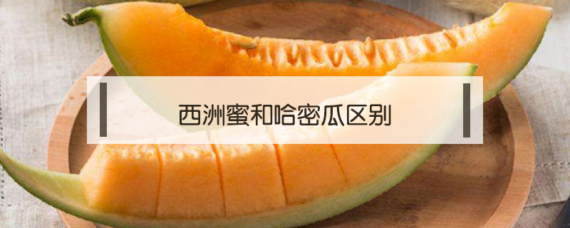 西洲蜜和哈密瓜區(qū)別