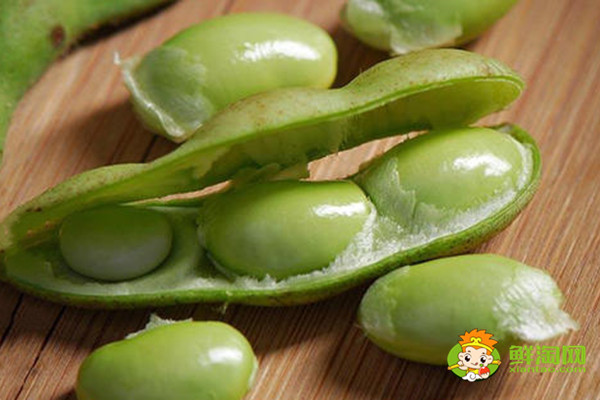 毛豆是黃豆嗎，毛豆是什么季節(jié)成熟的