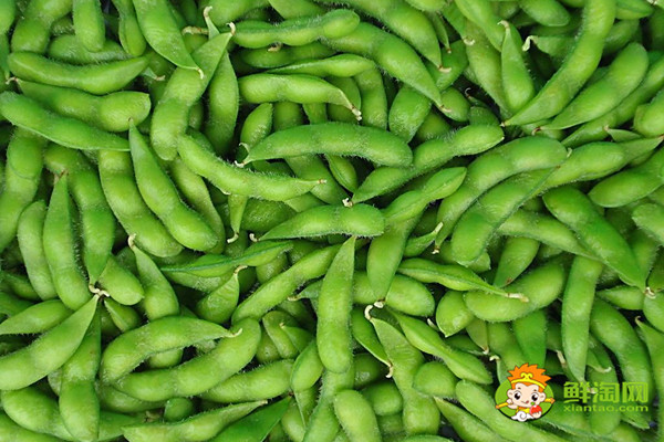 毛豆是黃豆嗎,毛豆是什么季節(jié)成熟的