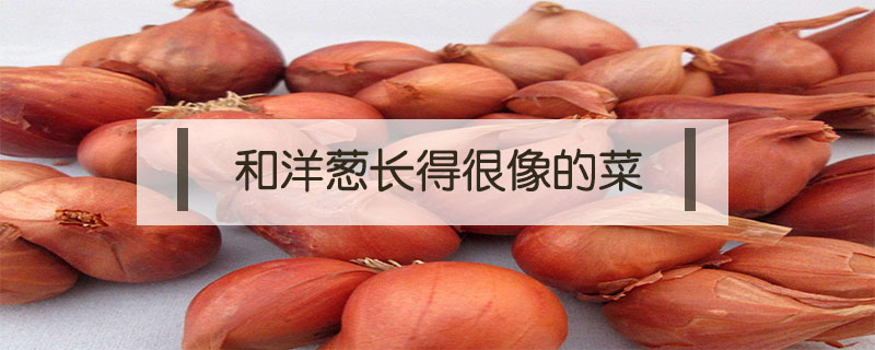 和洋蔥長得很像的菜