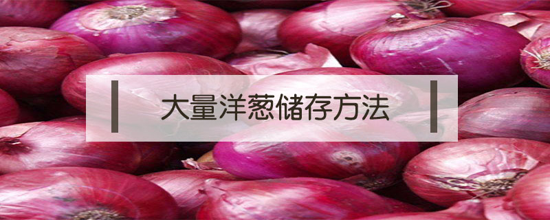 大量洋蔥儲存方法