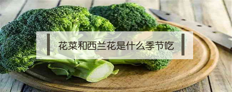 花菜和西蘭花是什么季節吃