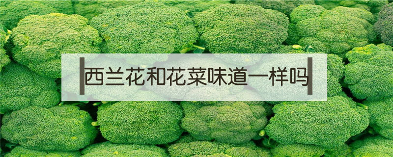 西蘭花和花菜味道一樣嗎