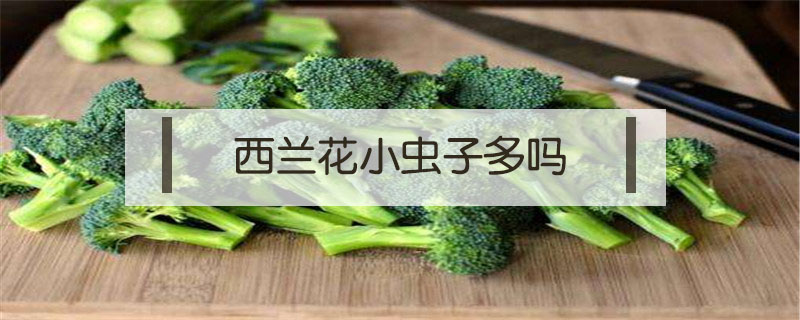 西蘭花小蟲子多嗎