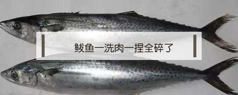 鲅魚一洗肉一捏全碎了