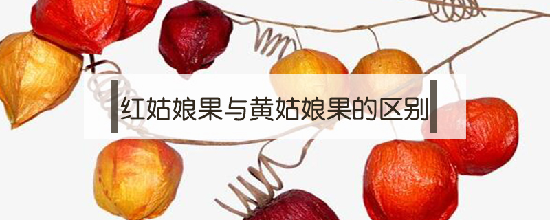 紅姑娘果與黃姑娘果的區(qū)別