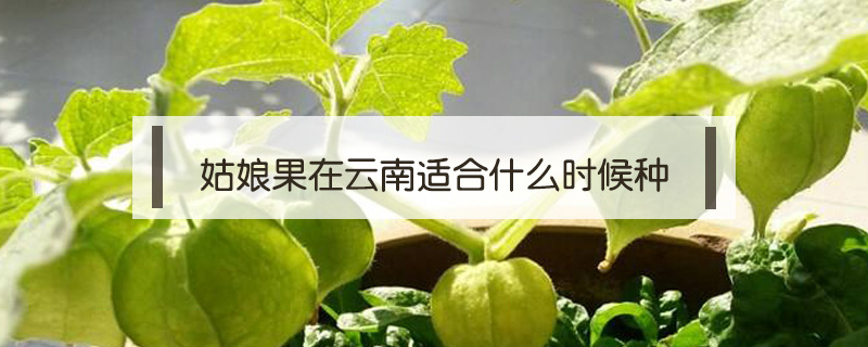 姑娘果在云南適合什么時候種