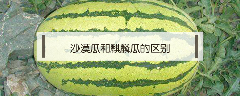 沙漠瓜和麒麟瓜的區別