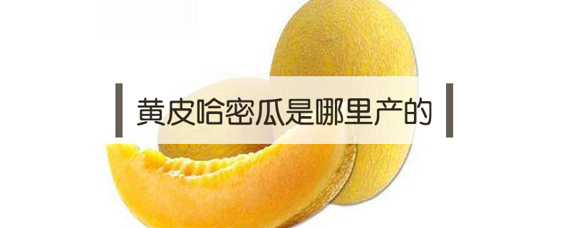 黃皮哈密瓜是哪里產的