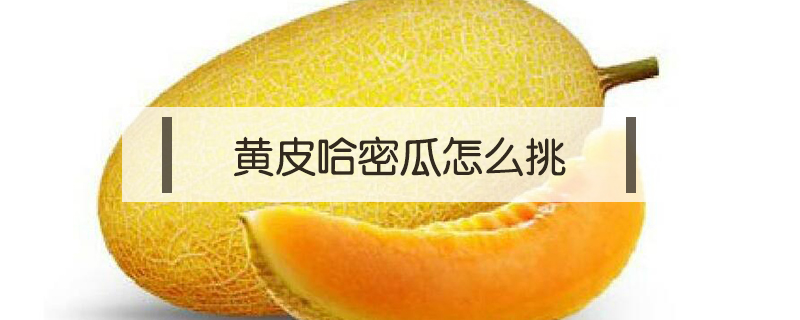 黃皮哈密瓜怎么挑