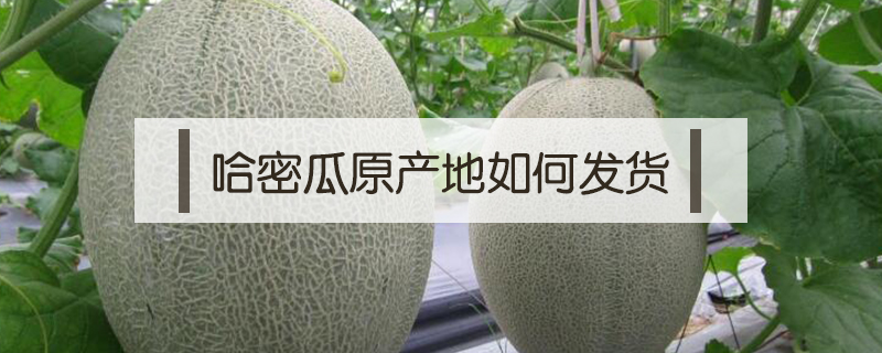 哈密瓜原產地如何發貨