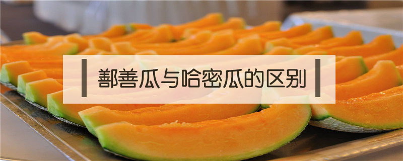 鄯善瓜與哈密瓜的區別