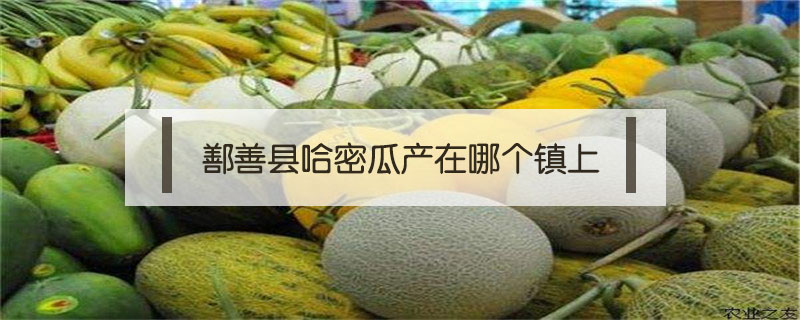 鄯善縣哈密瓜產(chǎn)在哪個鎮(zhèn)上