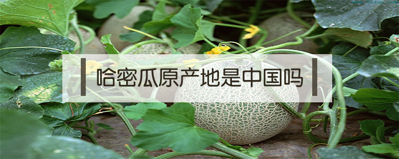 哈密瓜原產地是中國嗎