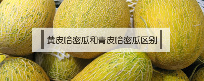 黃皮哈密瓜和青皮哈密瓜區別