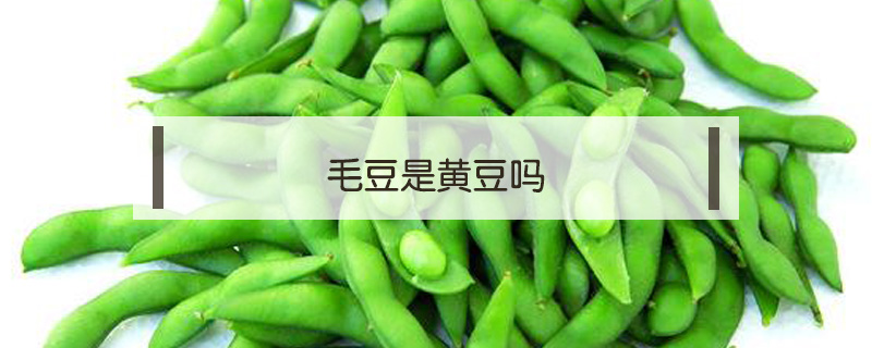 毛豆是黃豆嗎