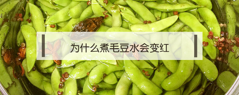 為什么煮毛豆水會(huì)變紅