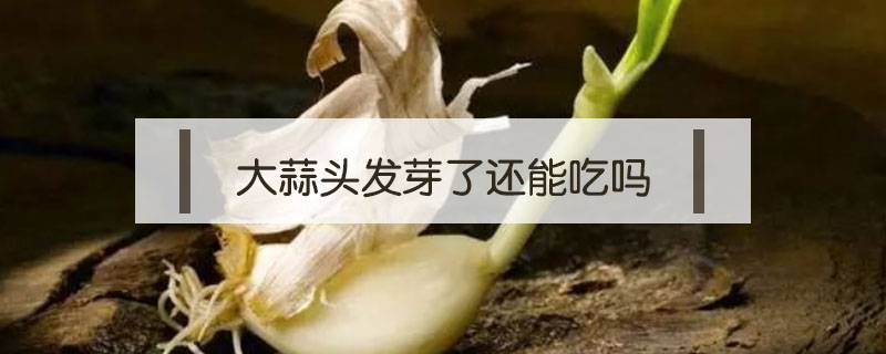 大蒜頭發芽了還能吃嗎