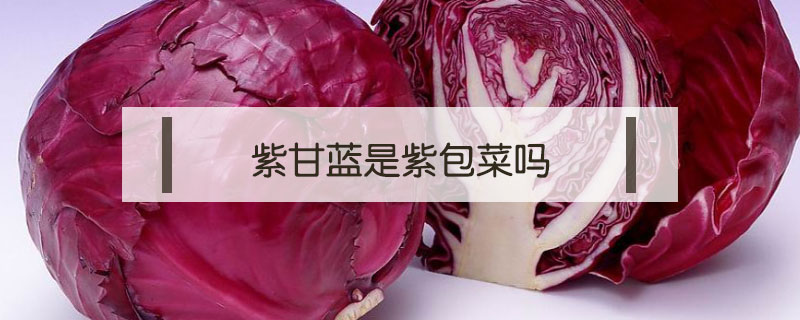 紫甘藍是紫包菜嗎
