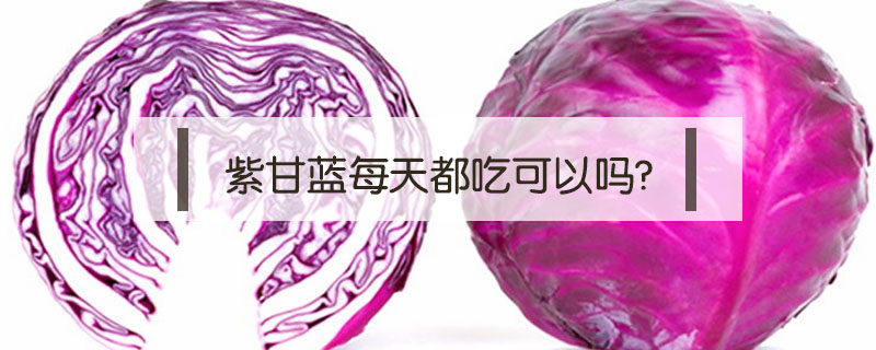 紫甘藍(lán)每天都吃可以嗎?
